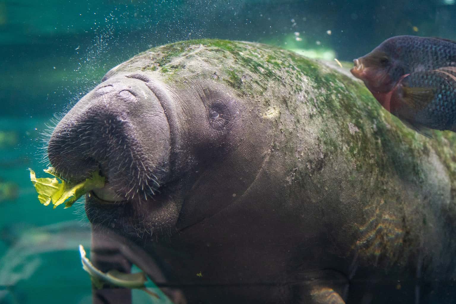 Did Sailors Really Mistake Manatees for Mythical Mermaids? - A-Z Animals