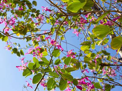 A Growing Orchid Trees in Florida: Everything You Need to Know
