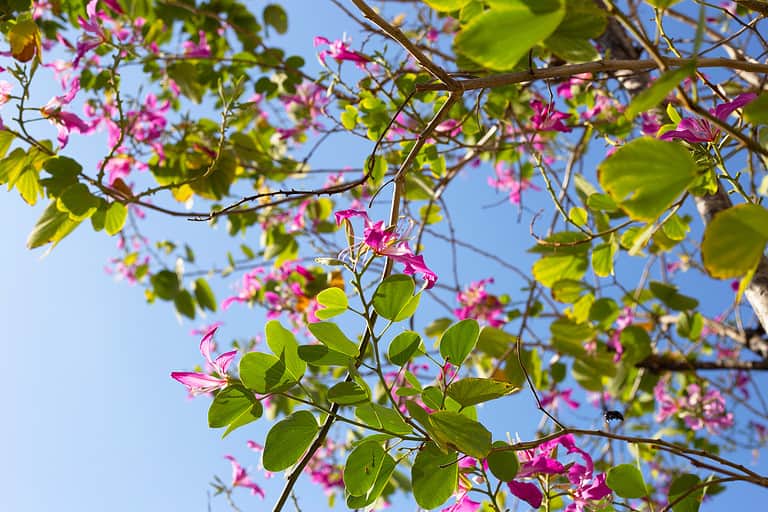 Bauhinia purpurea tree with pink flower