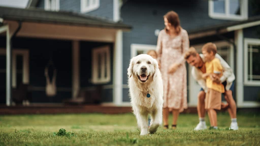 Portrait of a Happy Young Family Couple with Kids and a Golden Retriever Sitting on a Grass at Home. Cheerful People Looking at Camera and Smiling. Focus on a Dog Walking Away.