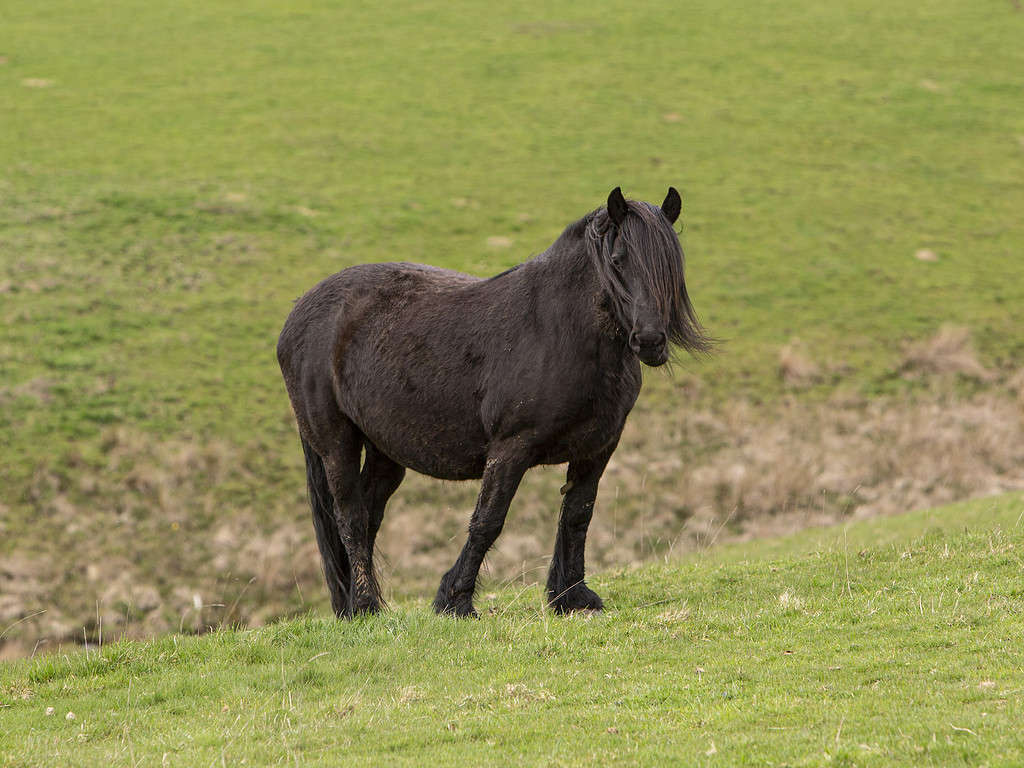Black Highland Pony.