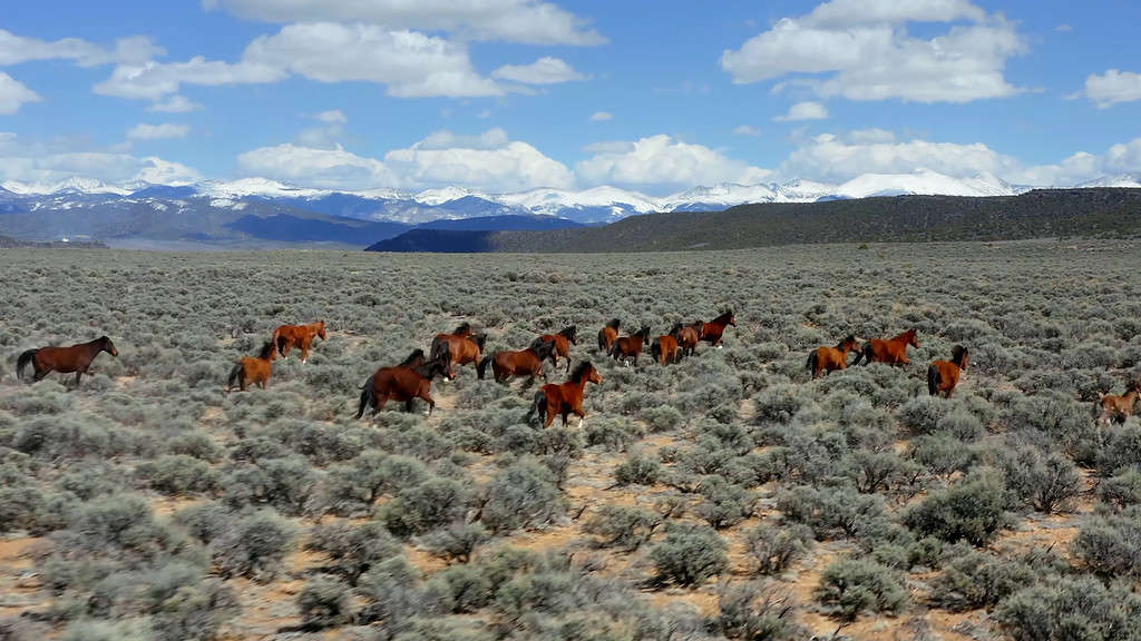 A herd of horses are in a field with mountains in the background.