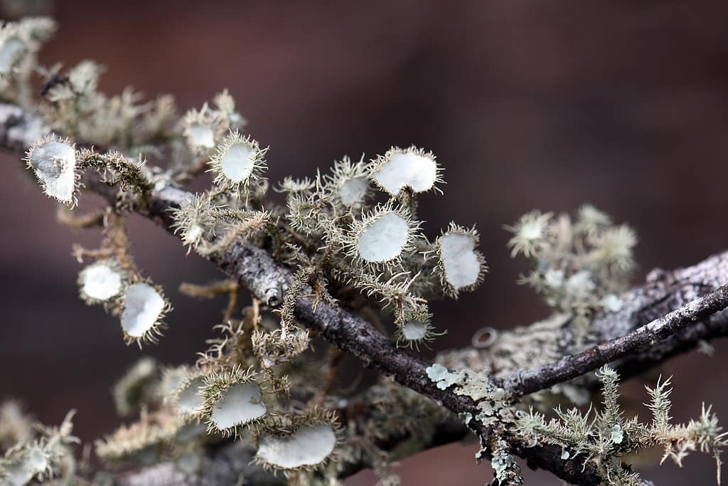 Close up of lichen covered branch including the pale green fruiting bodies of the Beard Lichen, Usnea, family Parmeliaceae