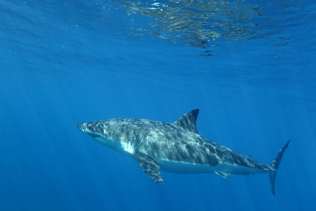 Discover 8 of the Largest Great White Sharks Ever Found in the Gulf of