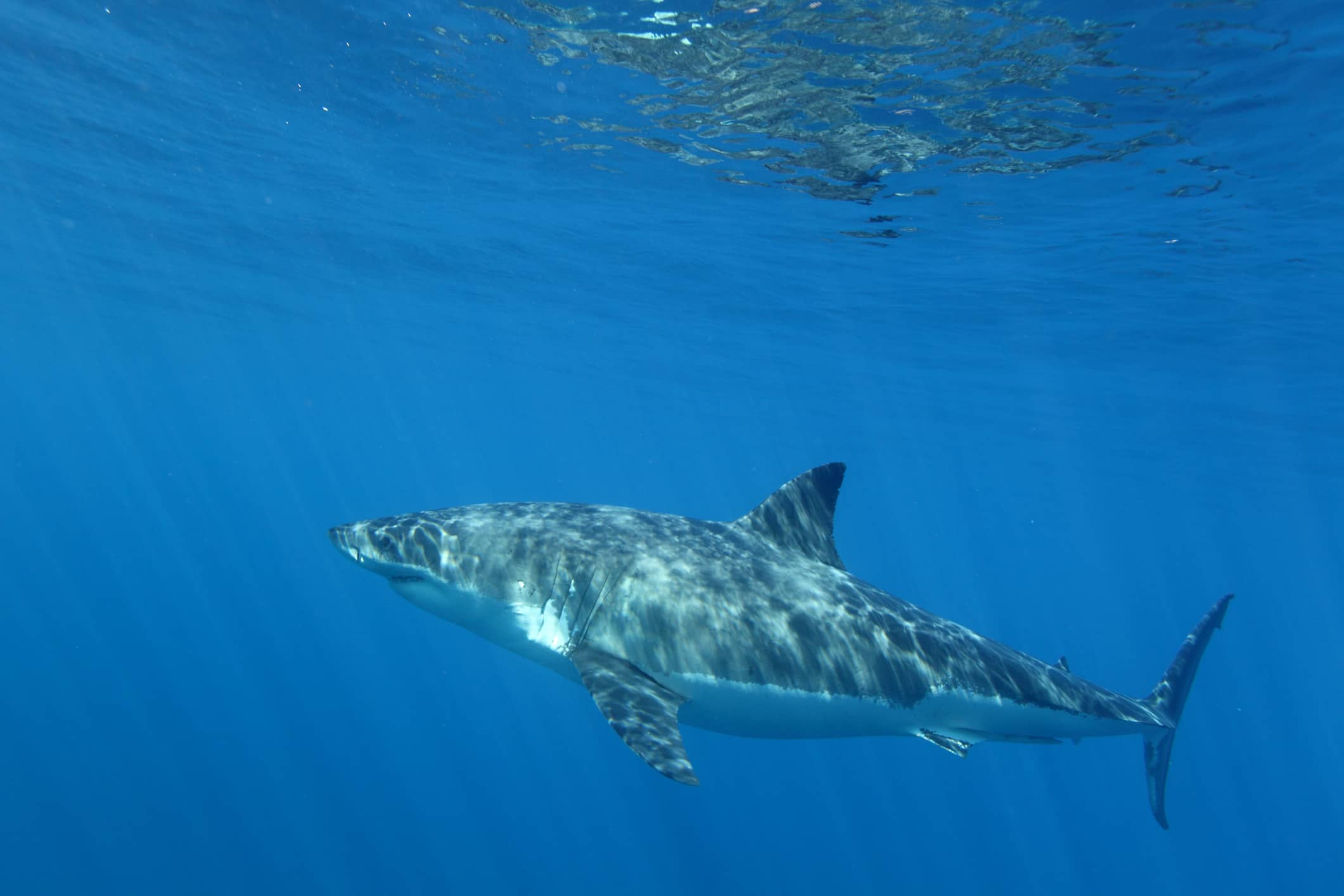 great white shark, Carcharodon carcharias, Guadalupe Island, Mexico