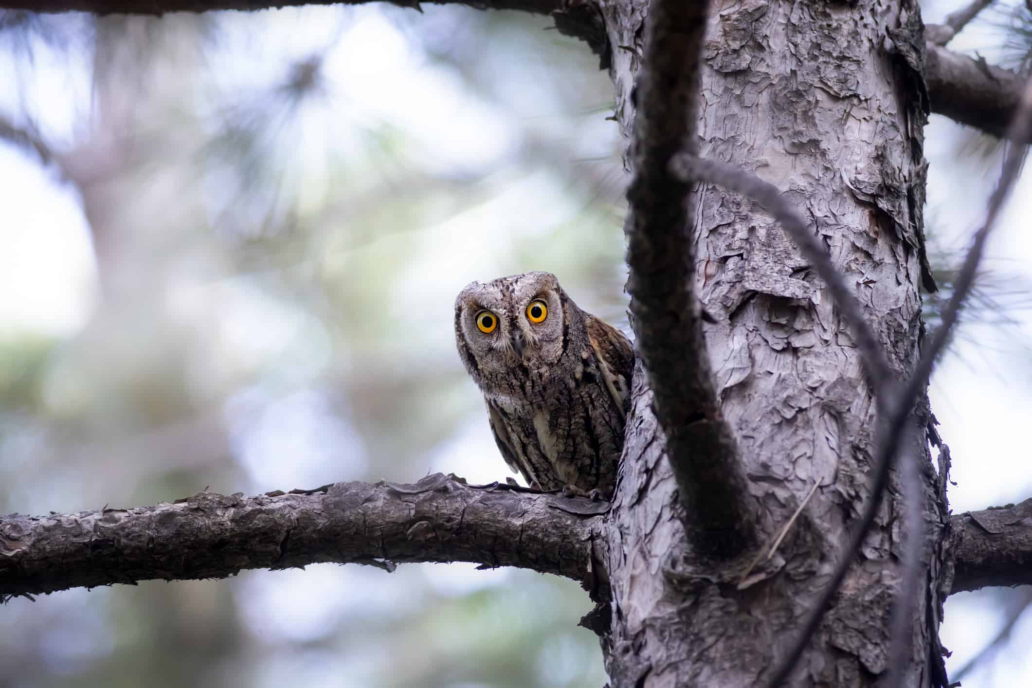 Owl. Eurasian Scops Owl. (Otus scops). Green nature background.
