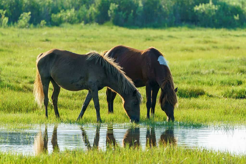 Two horses drink water together in front of their reflections in a grassy marsh
