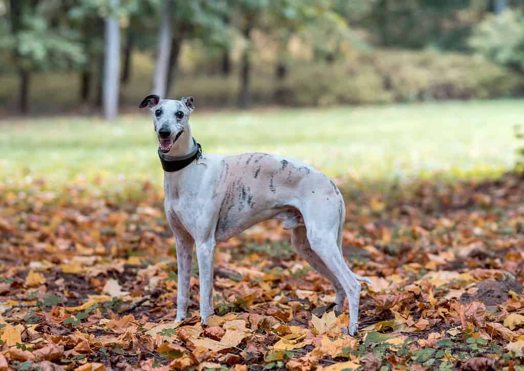 Whippet Breed Dog on the Grass. Portrait. Autumn Leaves in Background