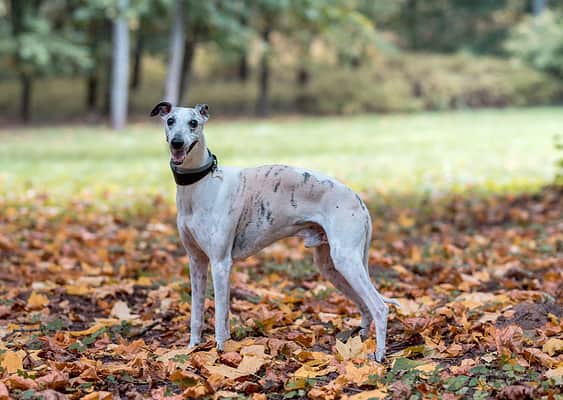 Purebred vs. Mixed Breed Puppies: 6 Key Differences - A-Z Animals