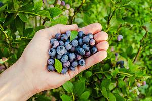This Tiny U.S. Town Is Known as the “Blueberry Capital of the World” Picture
