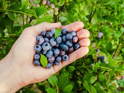 A This Tiny U.S. Town Is Known as the “Blueberry Capital of the World”