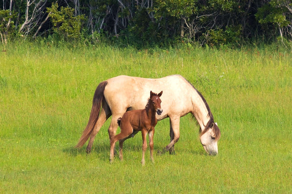 What's Up With Newborn Horse Hooves? - A-Z Animals