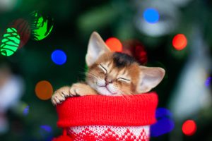 Top 9 Stocking Stuffers for Cats Picture