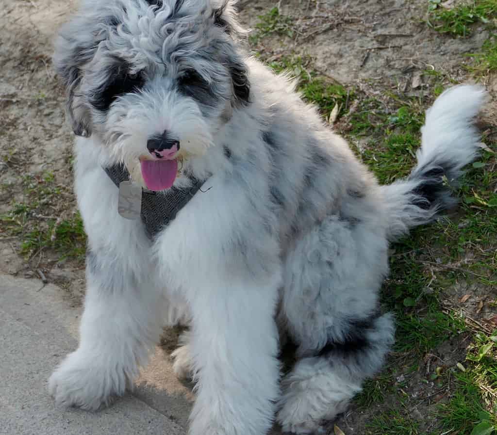 Sheepadoodle, puppy with patterned nose - sitting in the great outdoors