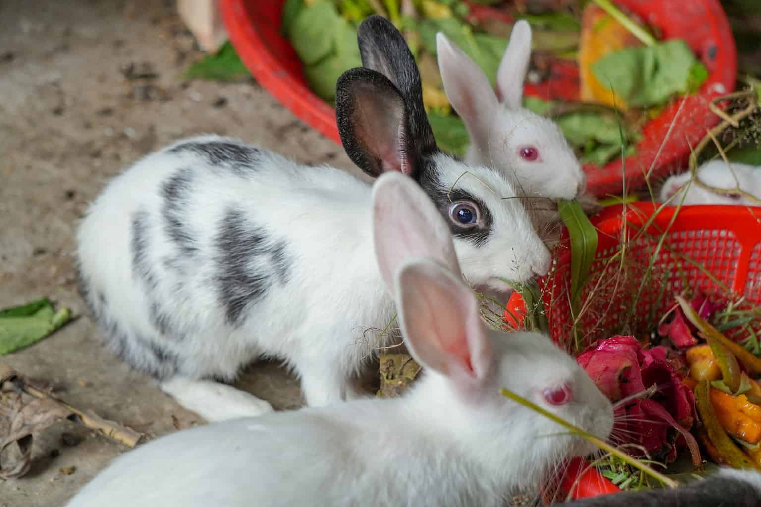 Yes, Rabbits Can Eat Pineapple! But Follow These 3 Tips AZ Animals