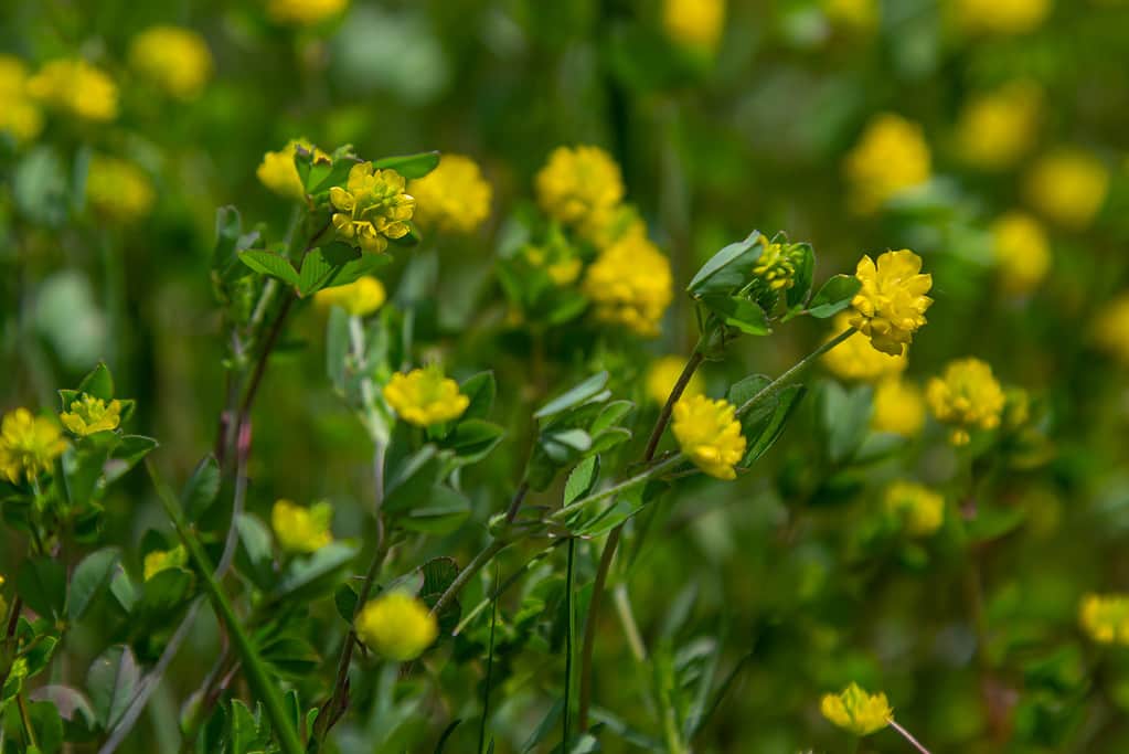 Trifolium campestre or hop trefoil flower, close up. Yellow or golden clover with green leaves. Wild or field clover is herbaceous, annual and flowering plant in the bean or legume family Fabaceae
