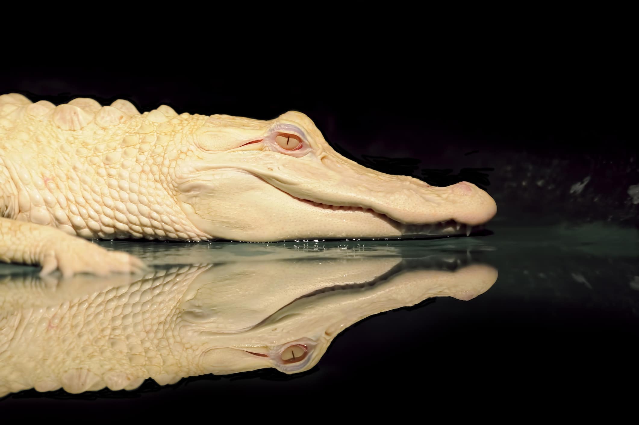 albino alligator reflection