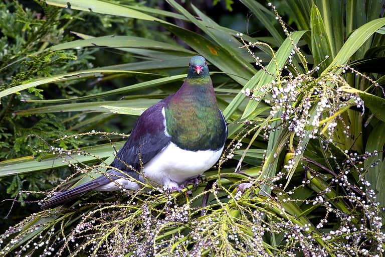 Kereru