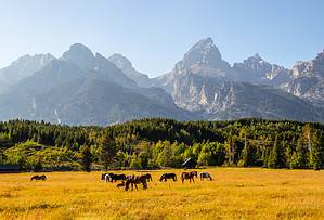 Where to See Wild Horses in Wyoming: Population and Popular Places Picture