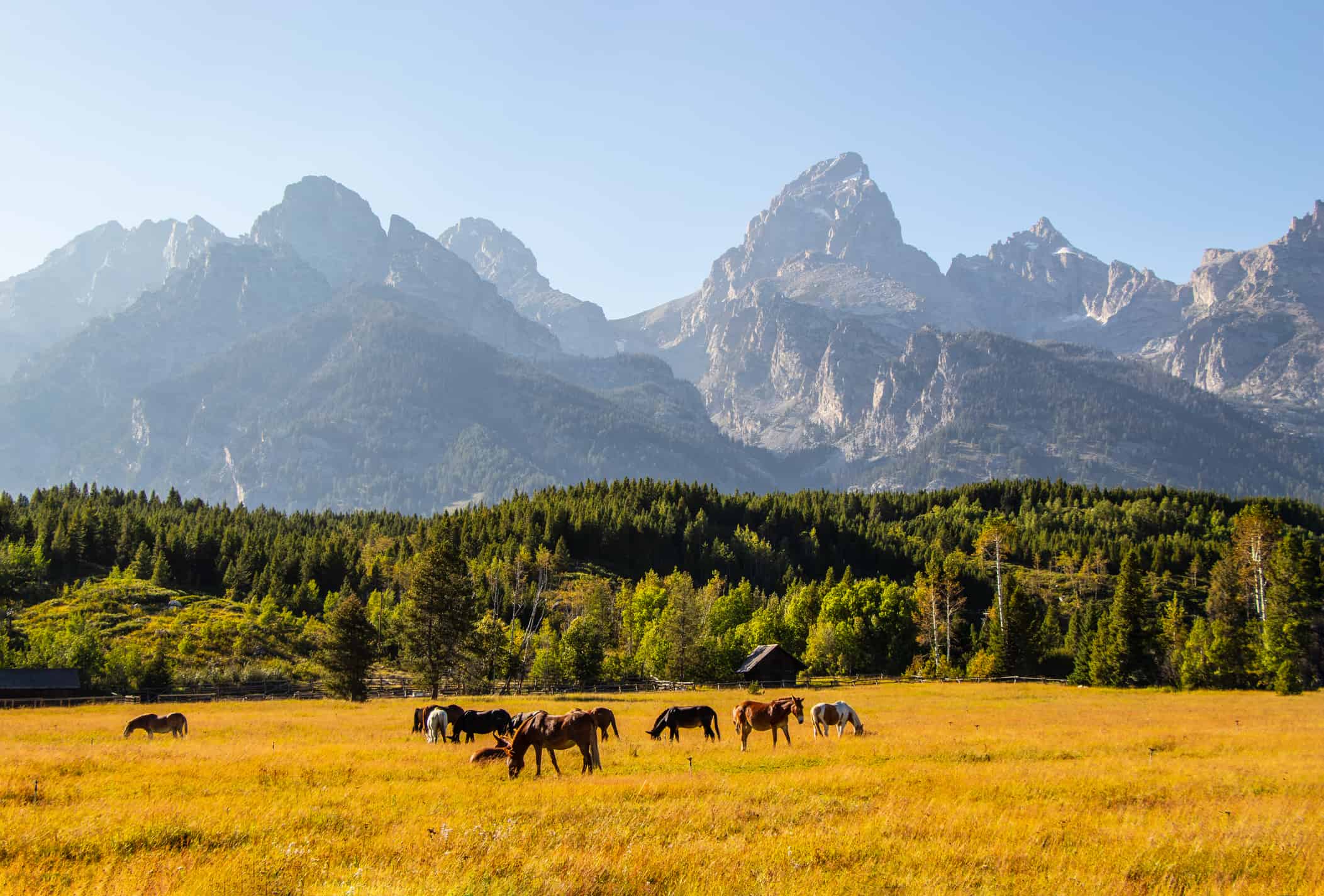 Grand Teton National Park with horses in the foreground USA
