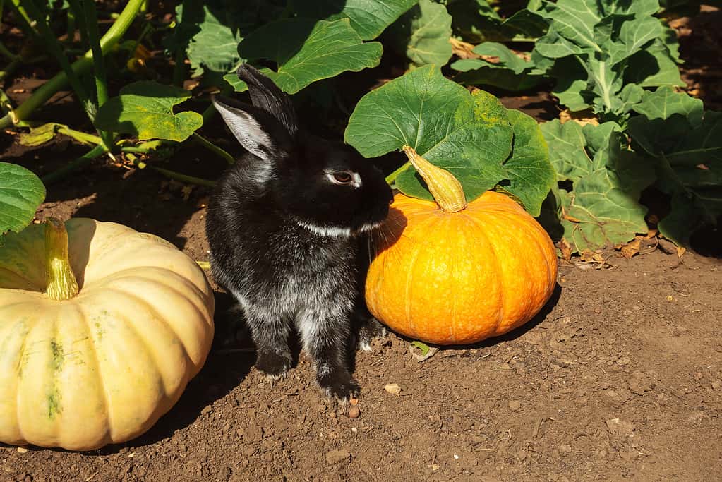 A black rabbit sits between ripe pumpkins in the garden in sunny weather