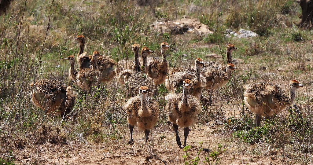 Ostrich, struthio camelus, Chicks walking through Savannah, Nairobi National Park in Kenya