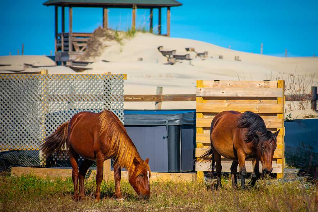 Corolla wild horses grazing