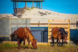 Wild Horses in North Carolina: Population and Where to See Them Picture