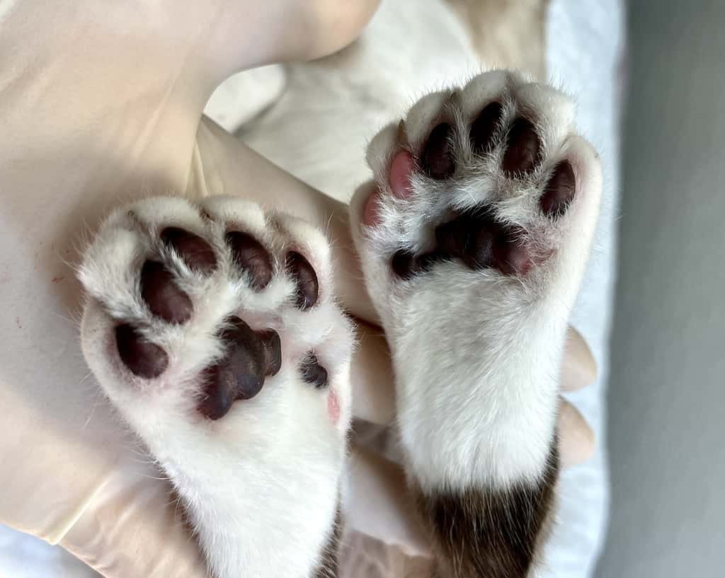Hind feet of polydactyl cat showing extra toes.