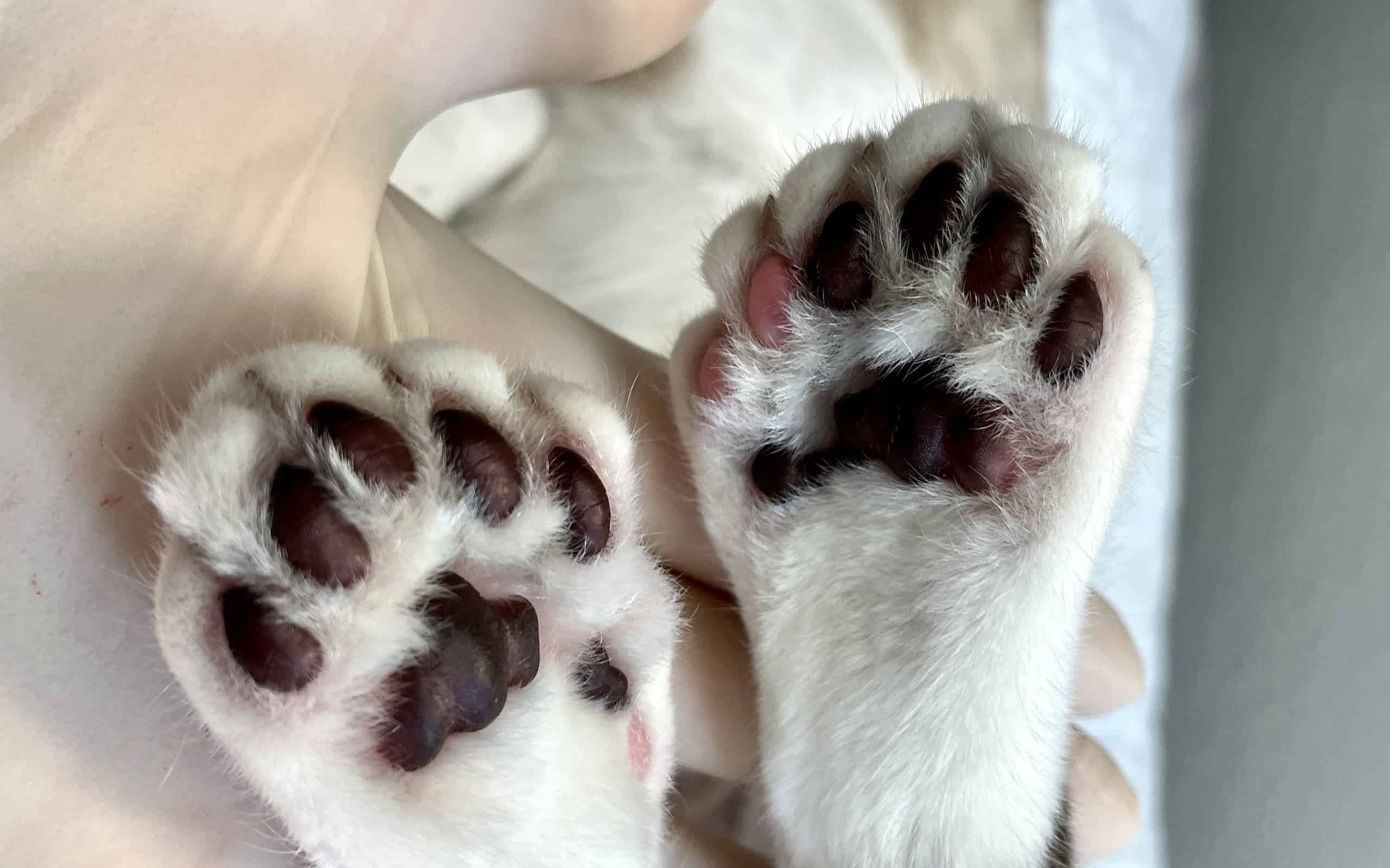 Hind feet of polydactyl cat showing extra toes.