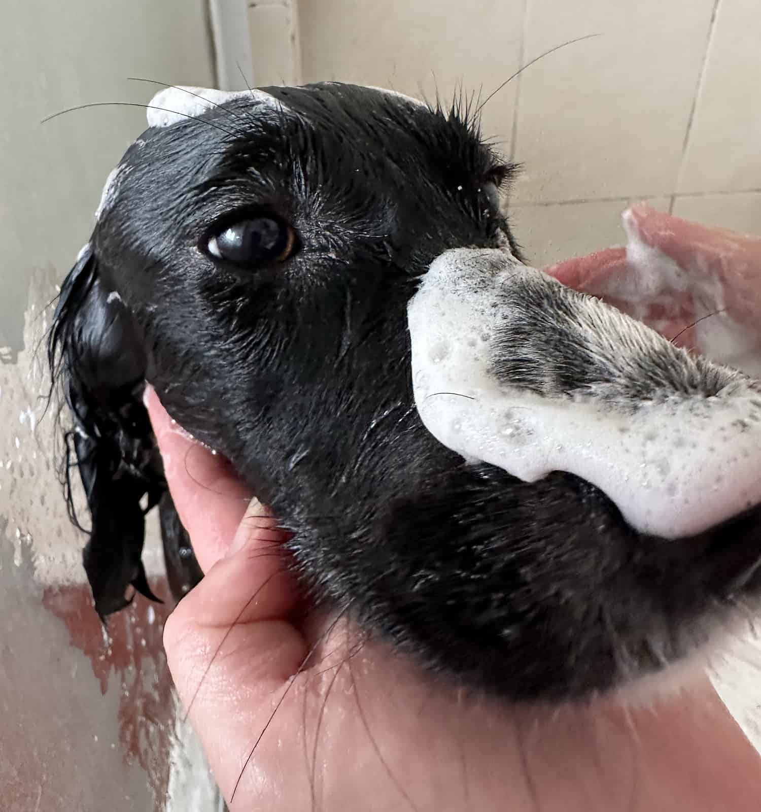 Bath time for cocker spaniel