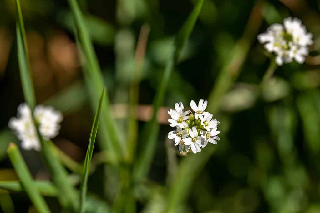 Close up of the small white flowers of Hoary alyssum (Berteroa incana) .