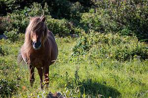 Wild Horses in Virginia: Population and Where to See Them Picture