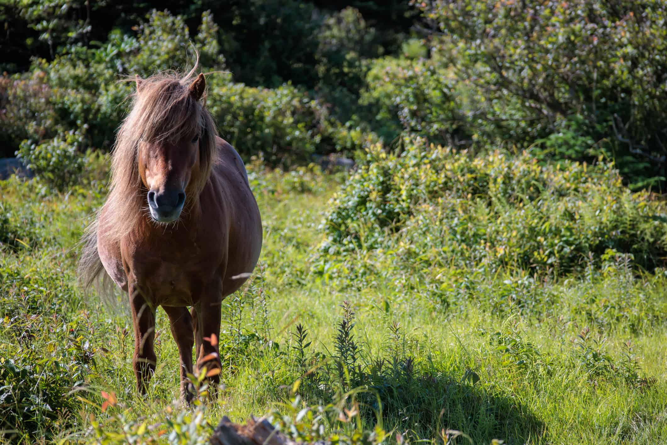 A pony in the Grayson Highlands