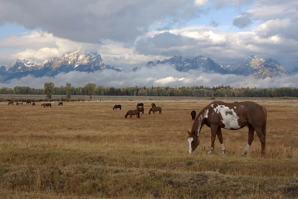 Horse and Tetons