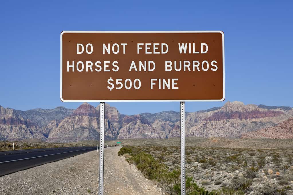 Do Not Feed The Wild Horses Sign