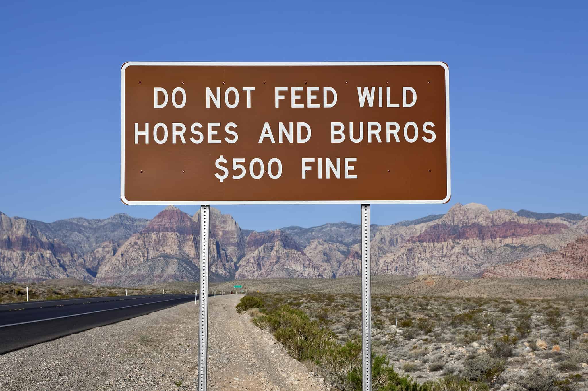 Wild Horses in Nevada Population and Where to See Them AZ Animals