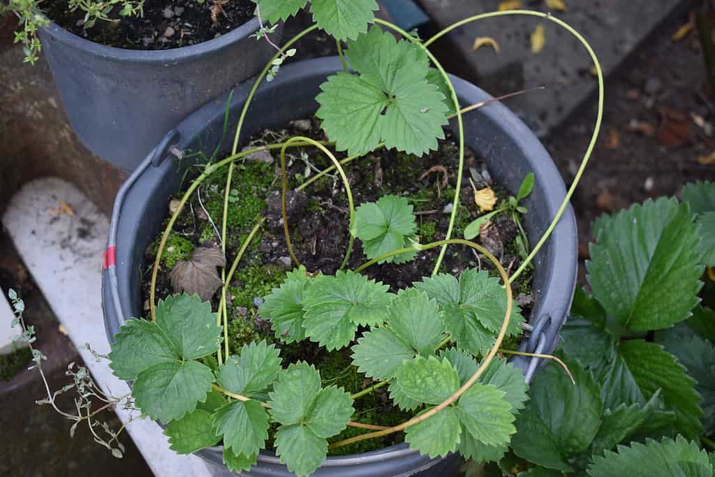 strawberry plants in a pot