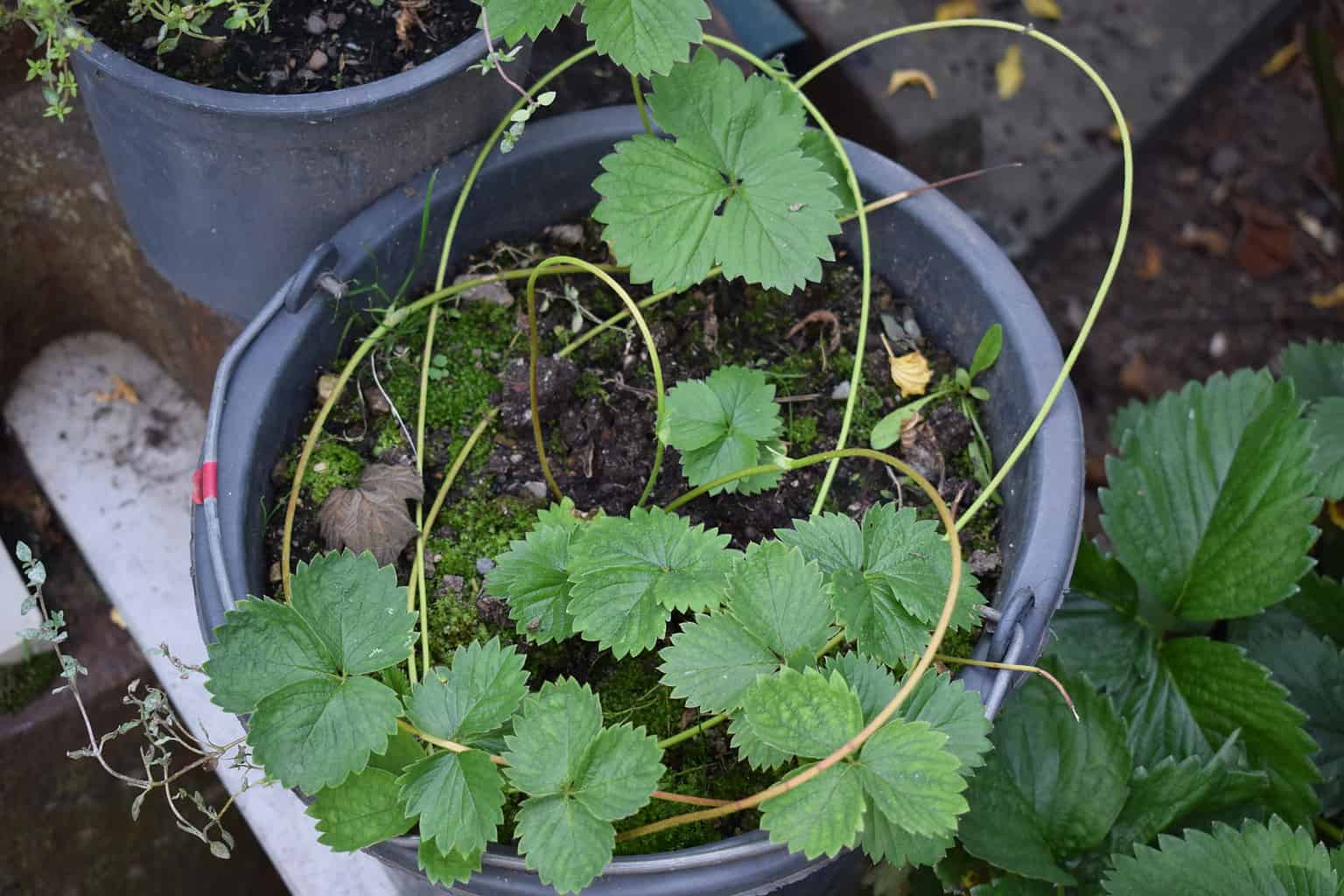 Can Strawberry Plants Survive Winter In Pots