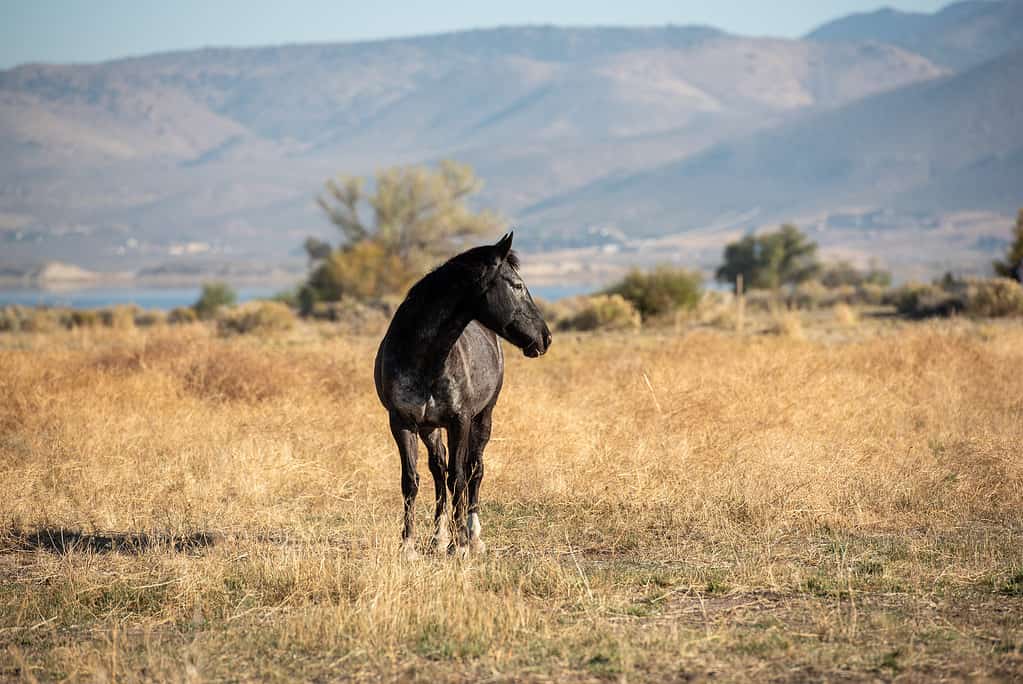 Mustang in high desert in the Washoe Lake
