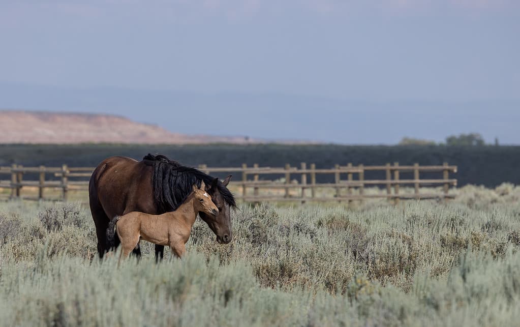 Wild Horse Mare and Her Foal in Sumemr in the Wyoming Desert