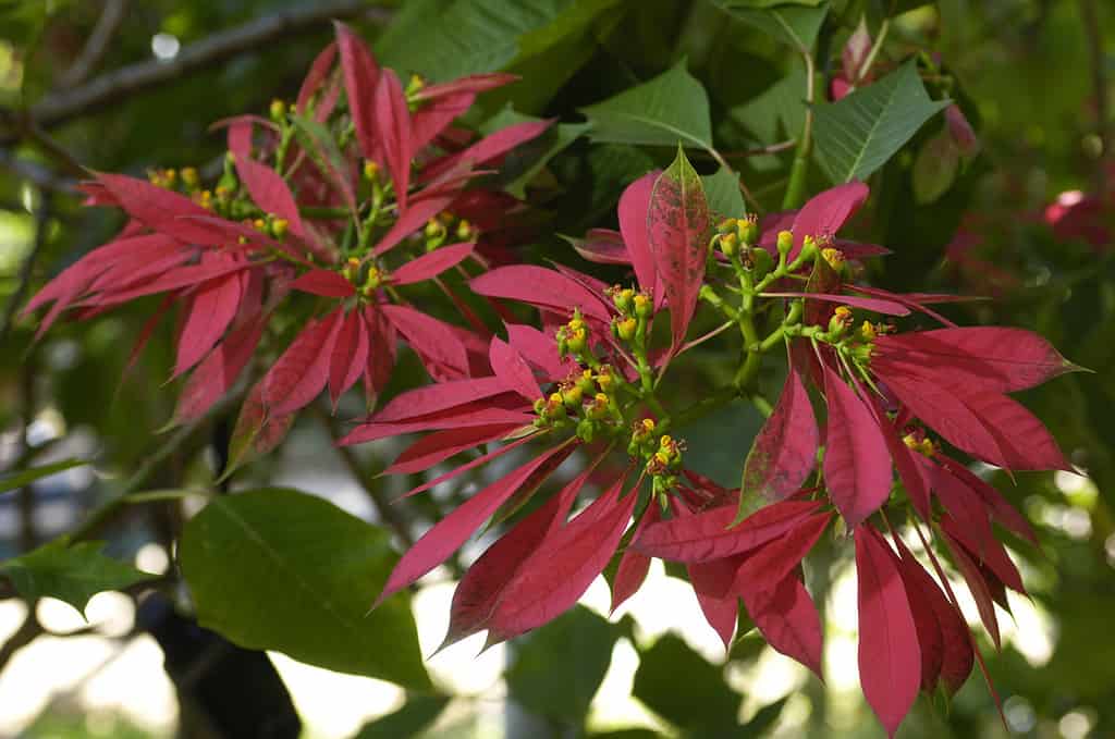 Tropical Poinsettia Growing in the Wild