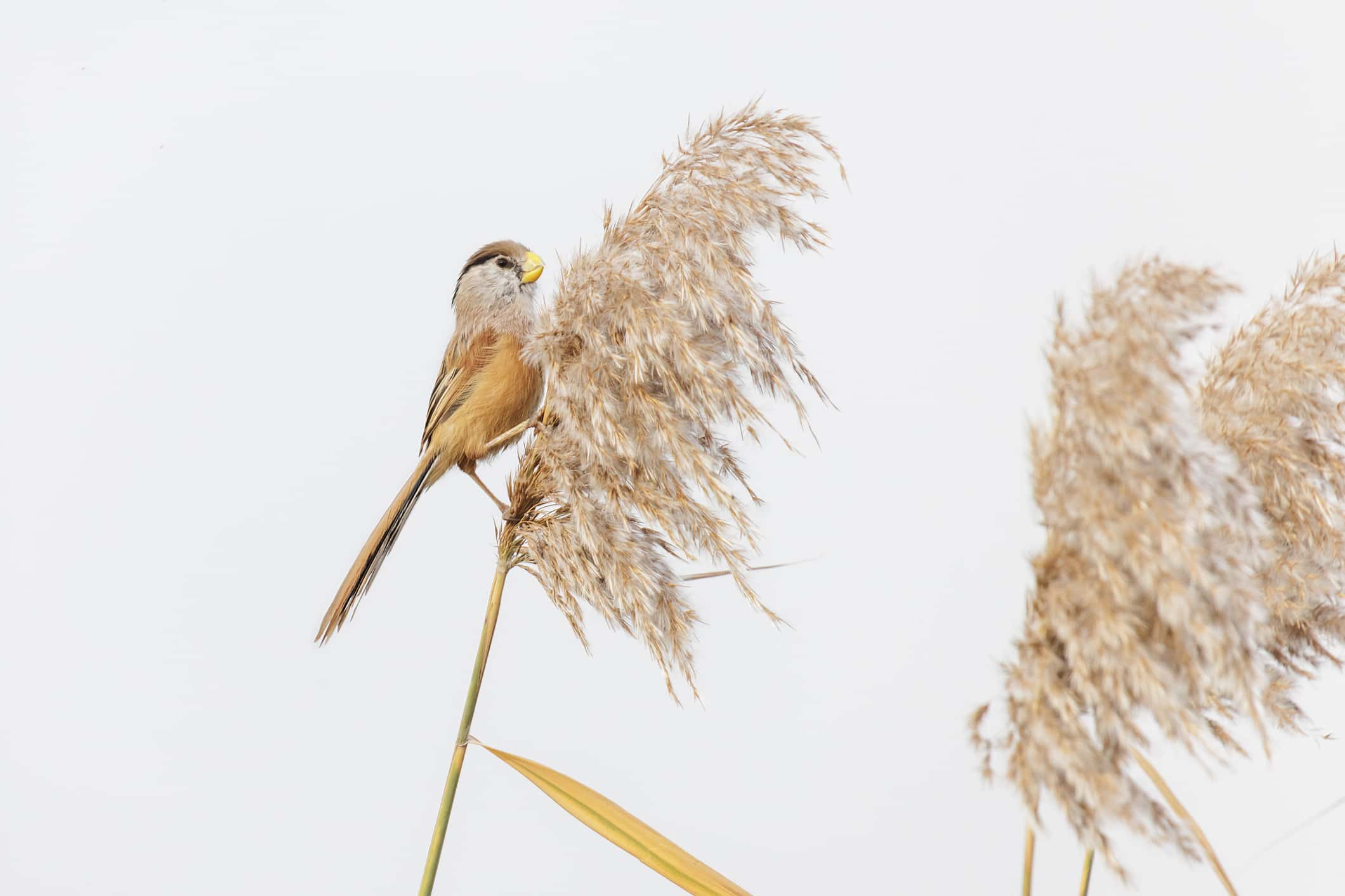 Reed Parrotbill bird