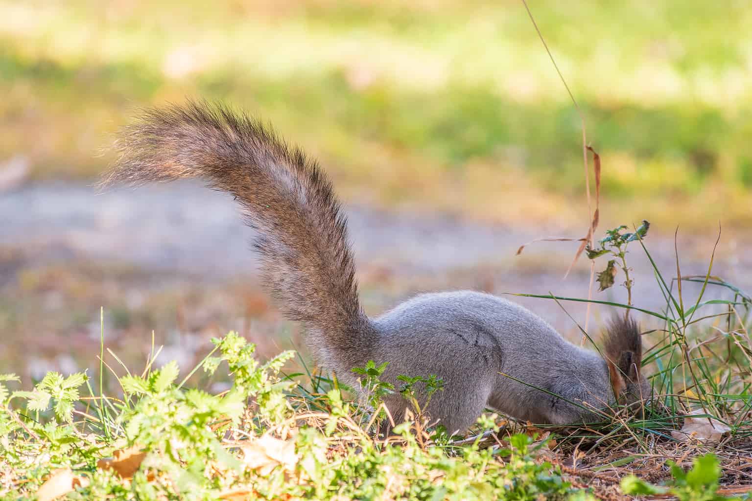 5 Natural and Effective Ways to Get Rid of Squirrels AZ Animals