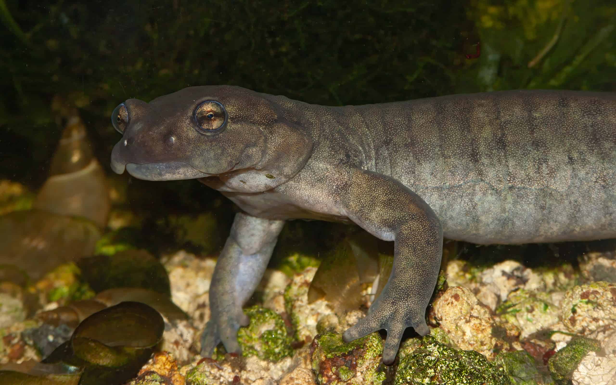 Closeup on an aquatic male of the critically endagerend Semirechensk Salamander, Ranodon sibericus