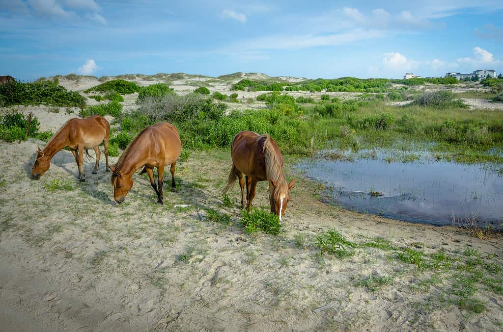 Three wild horses of Corolla grazing in the sand dunes
