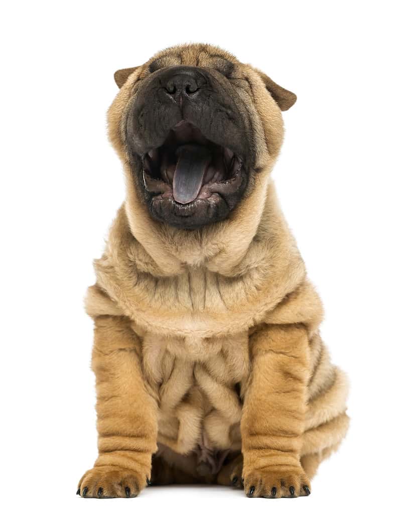 Front view, Shar pei puppy, open mouth, Yawning,  sitting