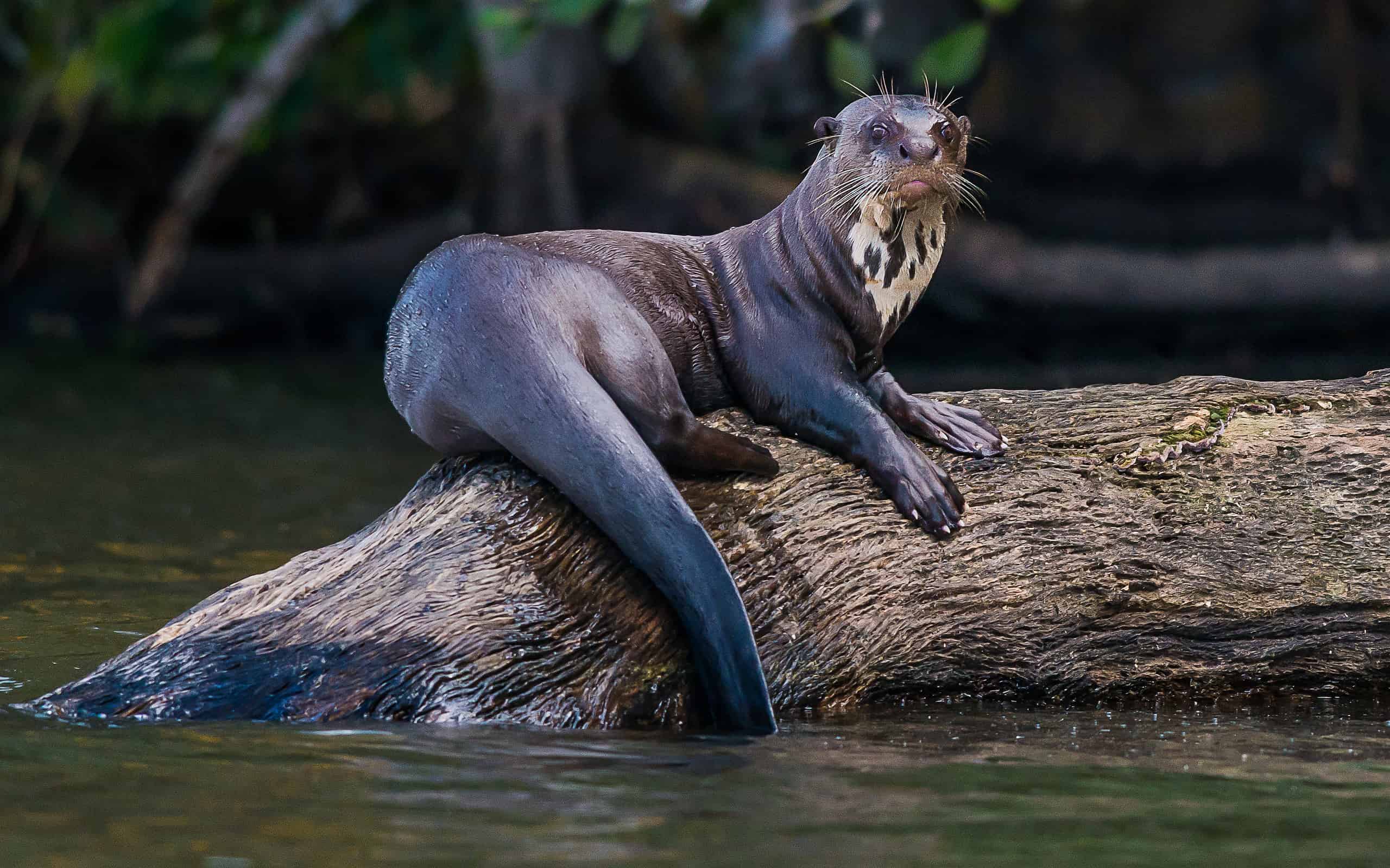 Giant otter standing log peruvian Amazonian jungle Madre de Dios