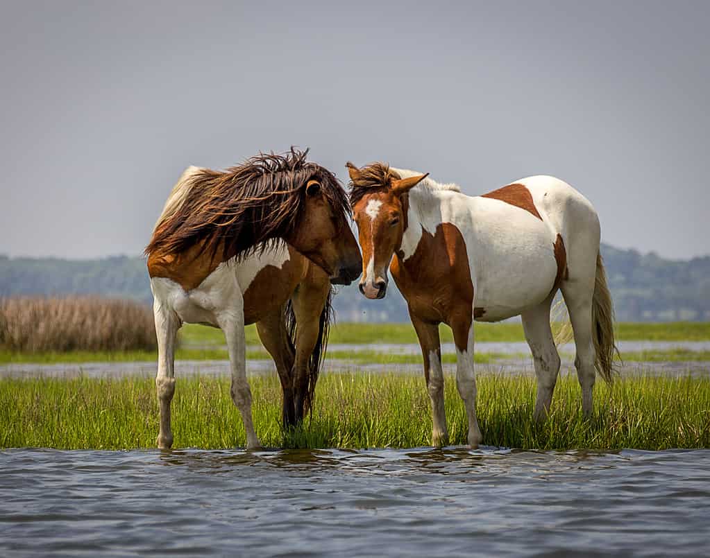 Playful Wild Horses