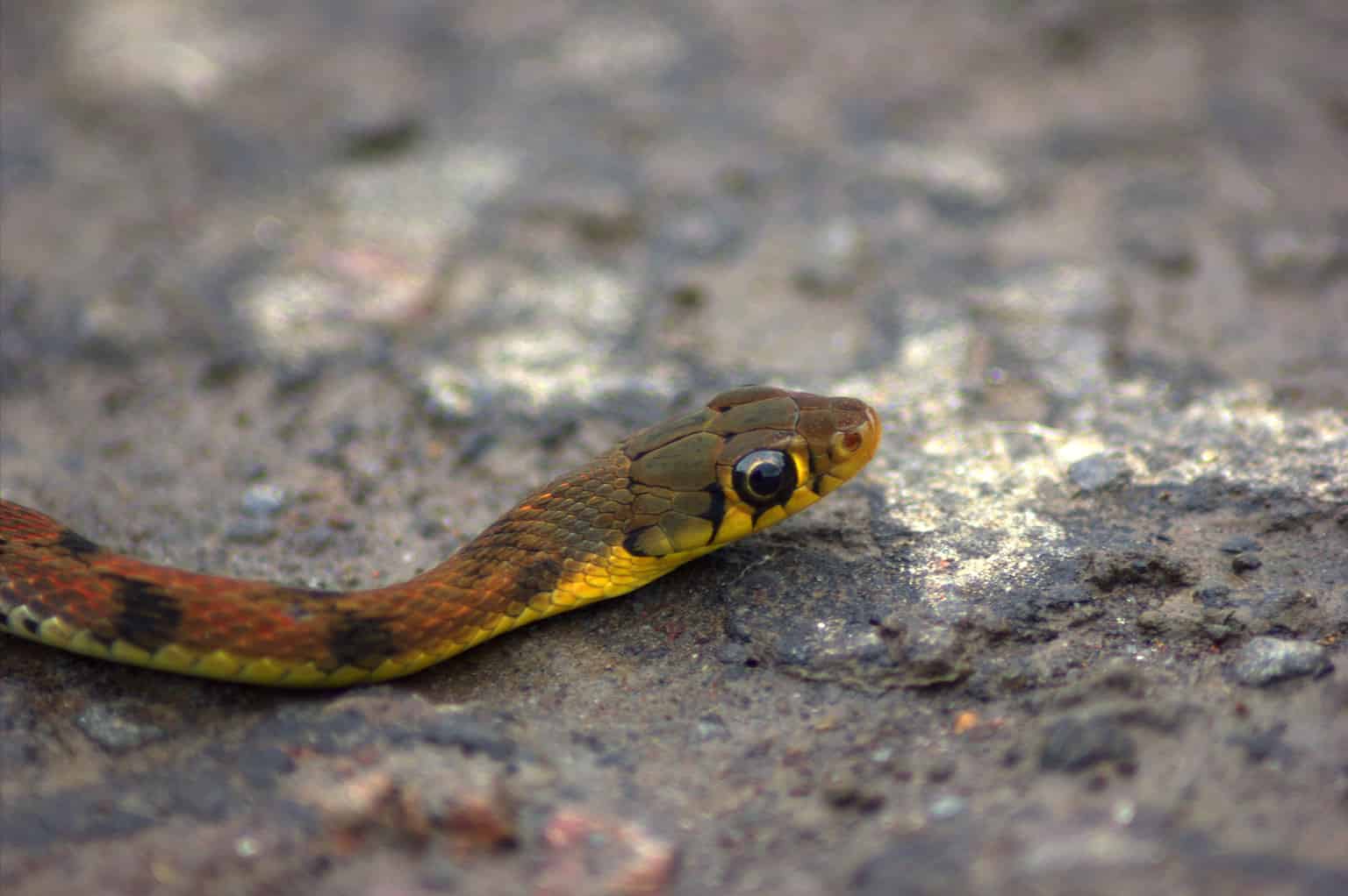 Baby Garter Snake: 10 Pictures and 10 Amazing Facts - A-Z Animals